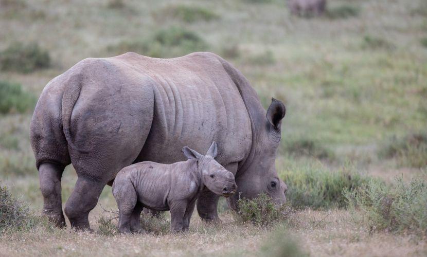 Thandi and New Male Calf