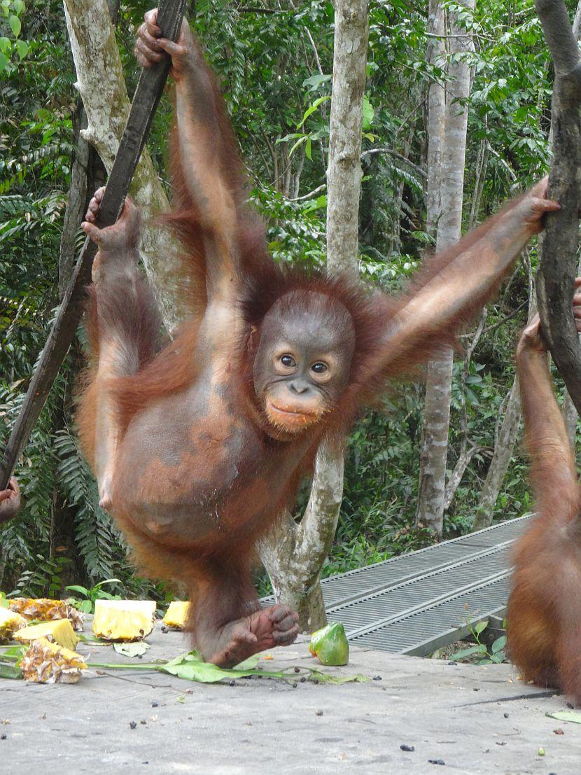 Baby Orangutan