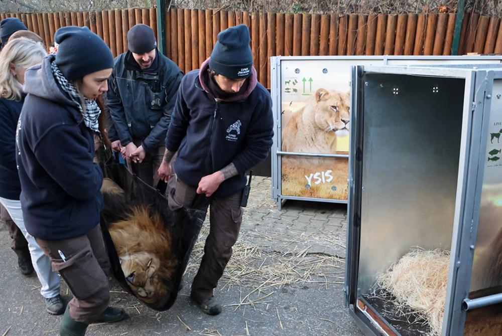 Lions Leaving France