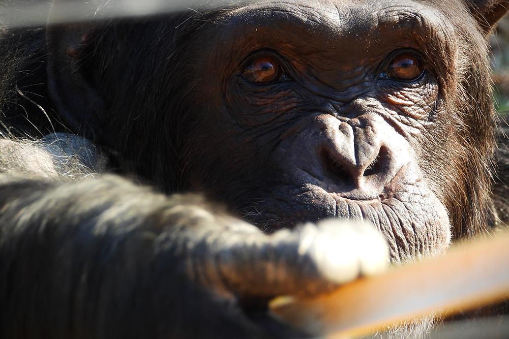 Chimpanzee Using Tool