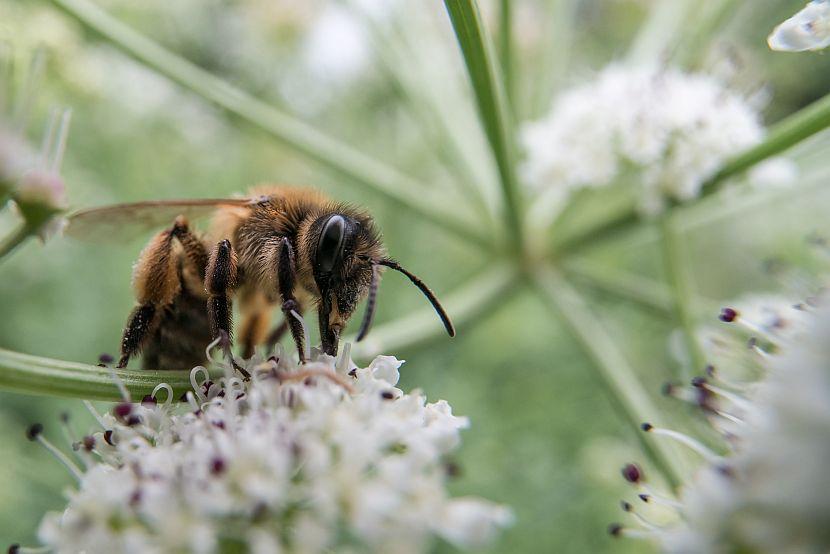 Solitary Bee