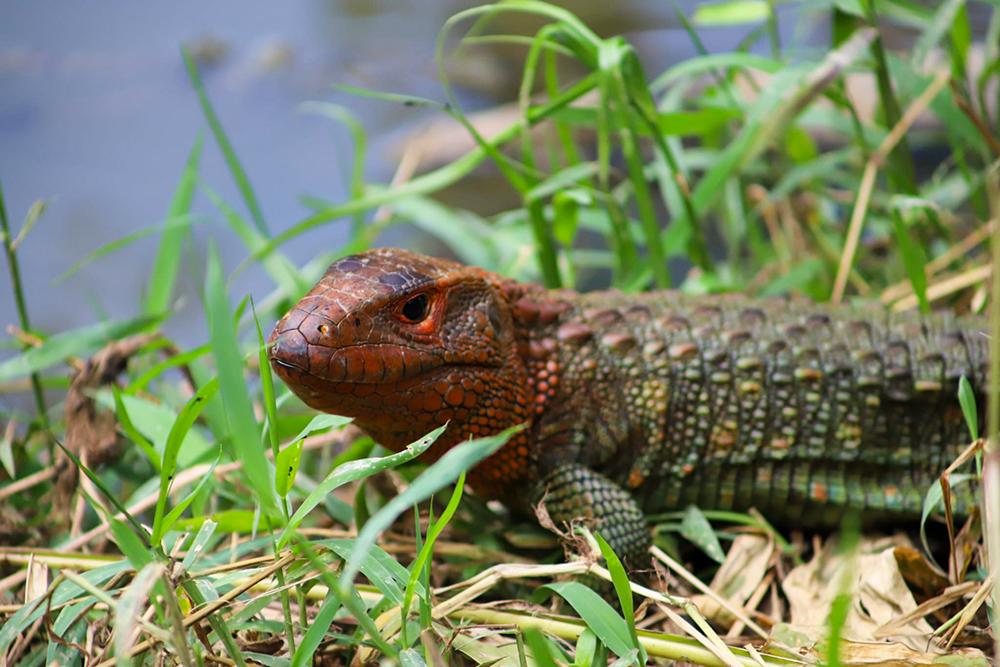Caiman lizard released by onsite pond