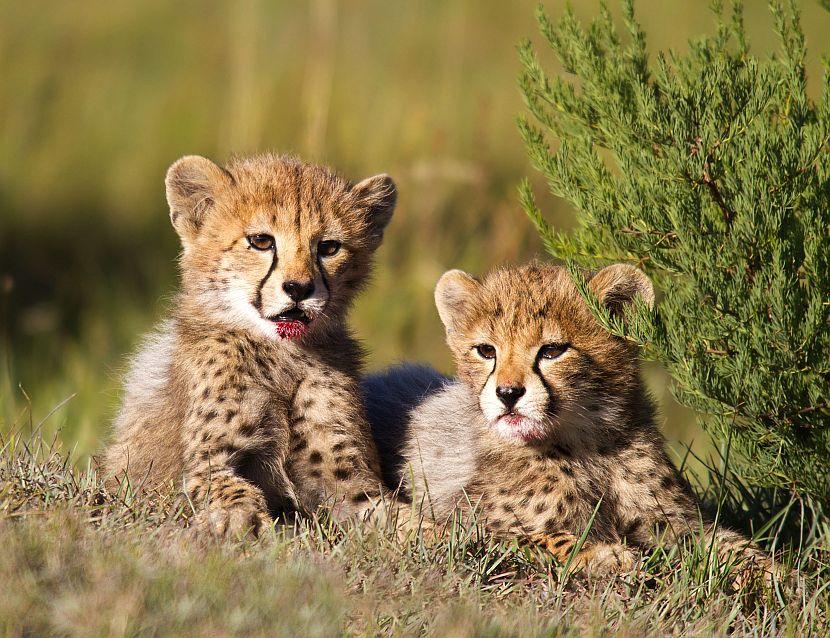 Baby Cheetahs