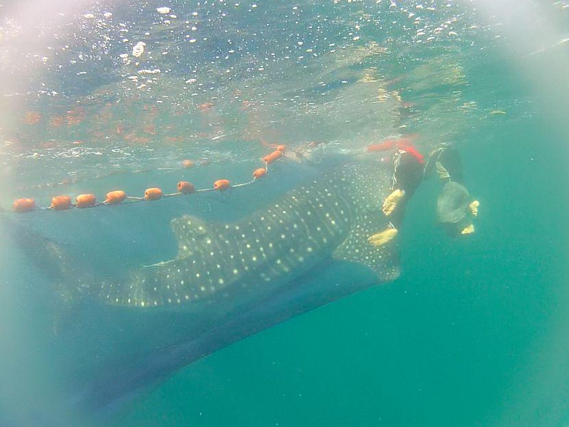 Whale Shark Stuck In Net