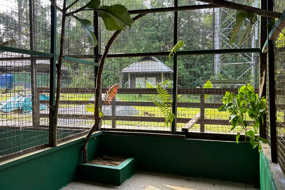 Bornean Pigeon Enclosure Transformation