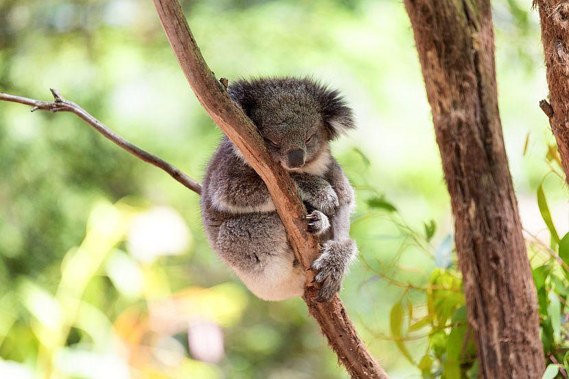 Sleepy Koala