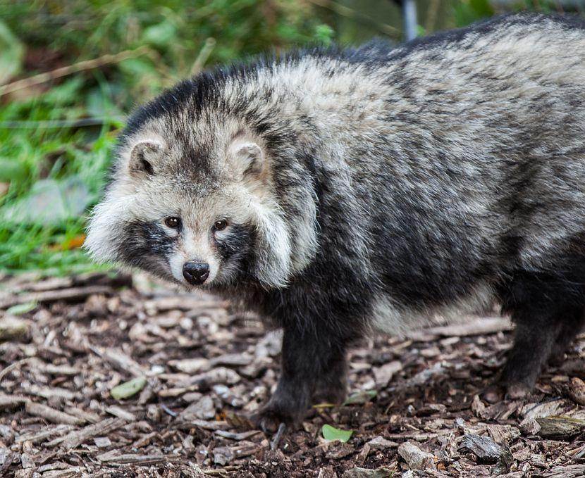 Raccoon Dog