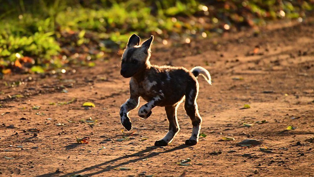 Zululand Pack Puppies 