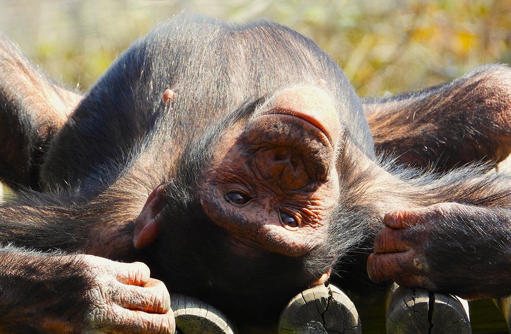 Chimp Amari at Chimp Eden