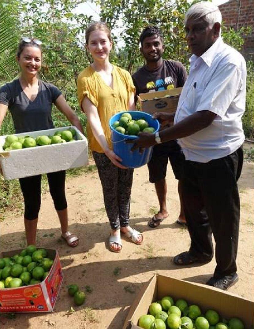 Orange Farming to prevent Human Elephant conflict on The Great Elephant Project