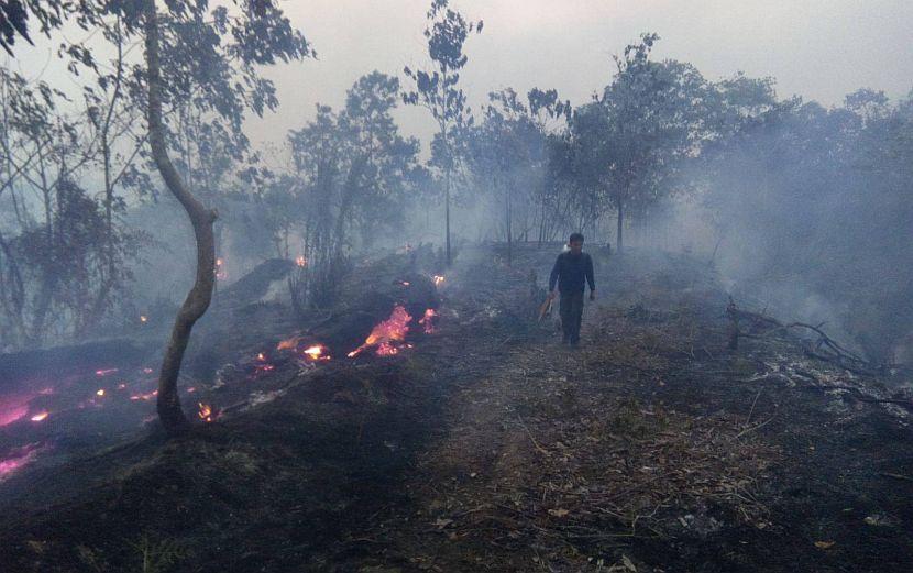 Indonesia Forest Fire