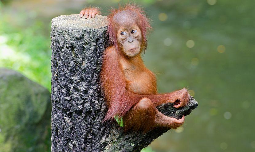 Baby orangutan