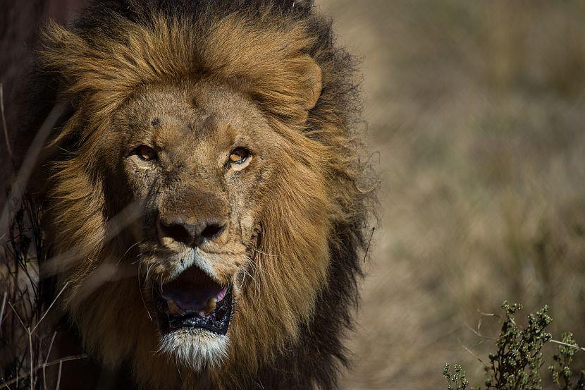 Lion in Zimbabwe