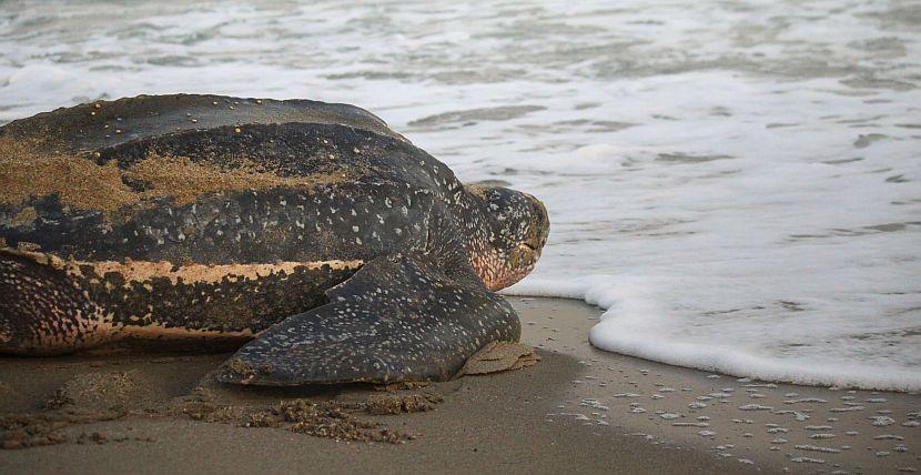 Leatherback Turtle