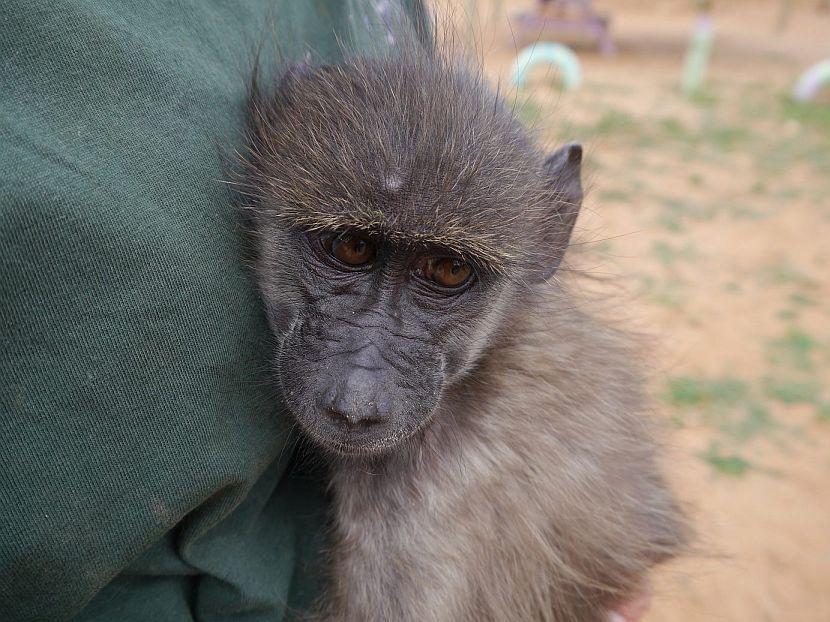 Baby baboon