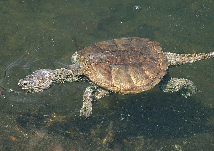 Snapping Turtle