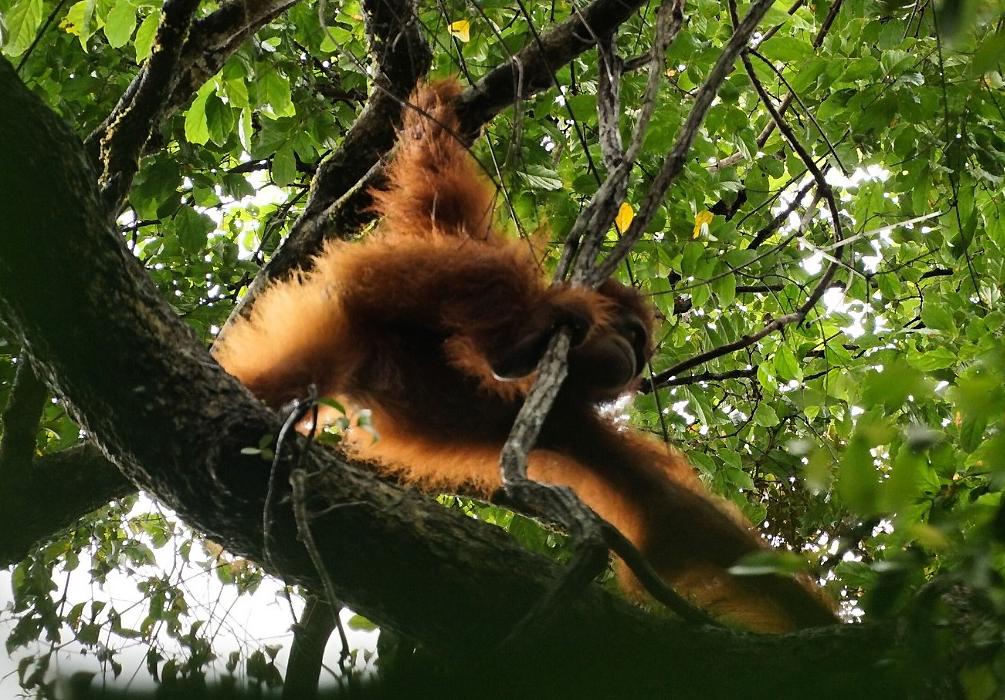 Orangutan Released Back into the Wild