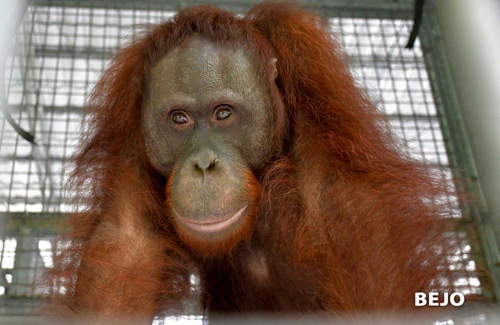 Bejo the Orangutan - Nyaru Orangutan Orangutan Sanctuary Release Candidate