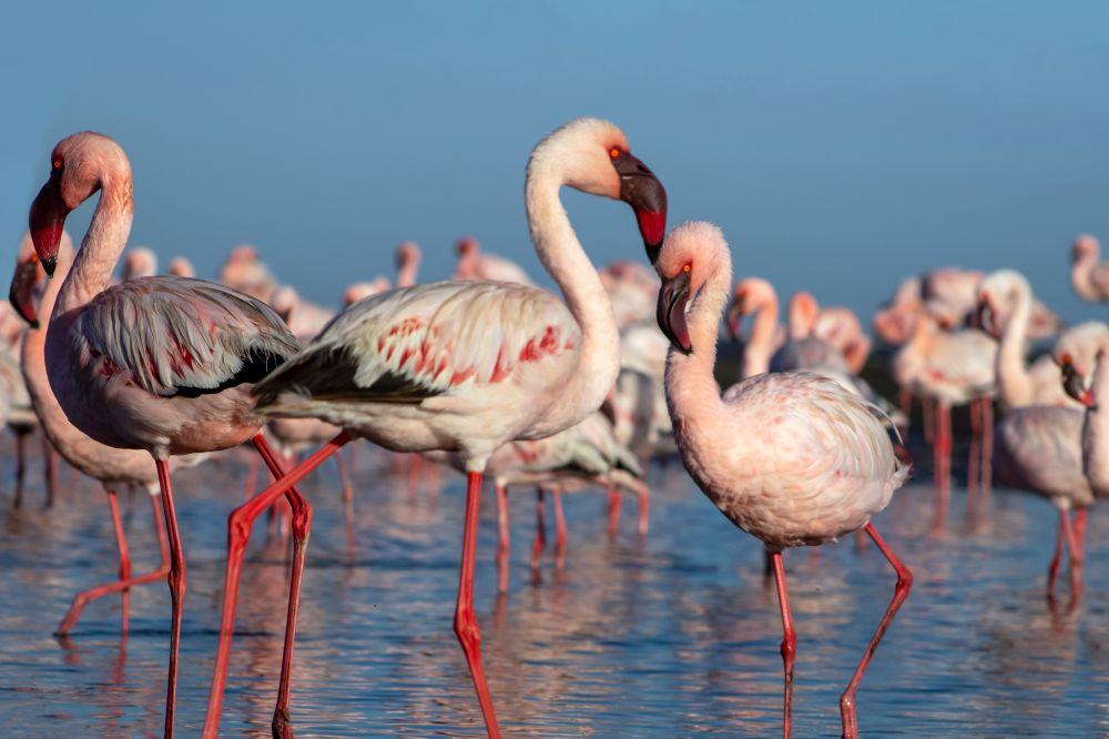 Collective Bird Nouns