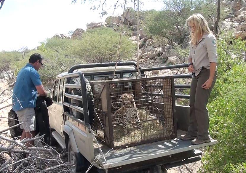 Cheetah release into the wild