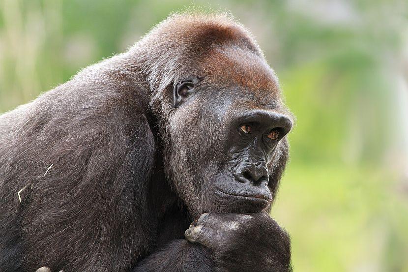 Gorilla