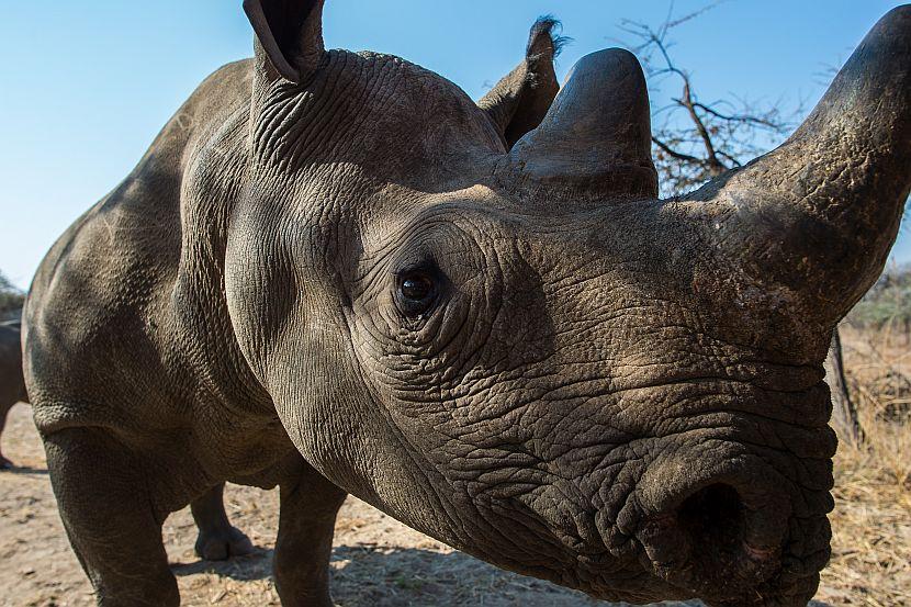 Rhino looking into camera