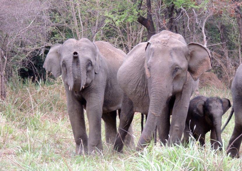 Asian forest elephants 