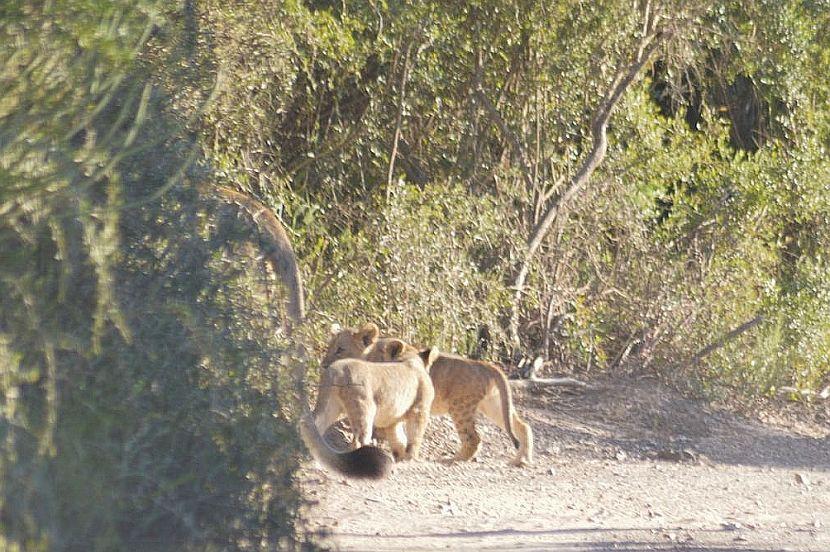 Lion Cubs