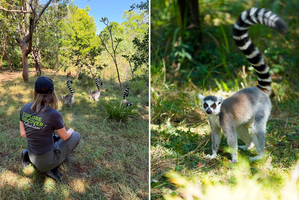 Ring-Tailed Lemurs at Lemur Park