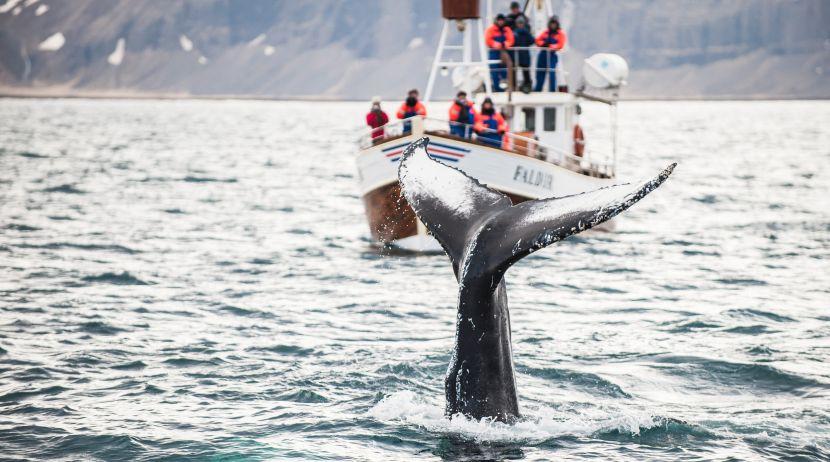 whale watching 