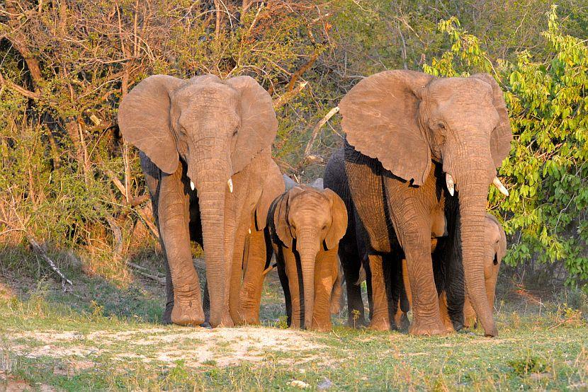 Elephant Family