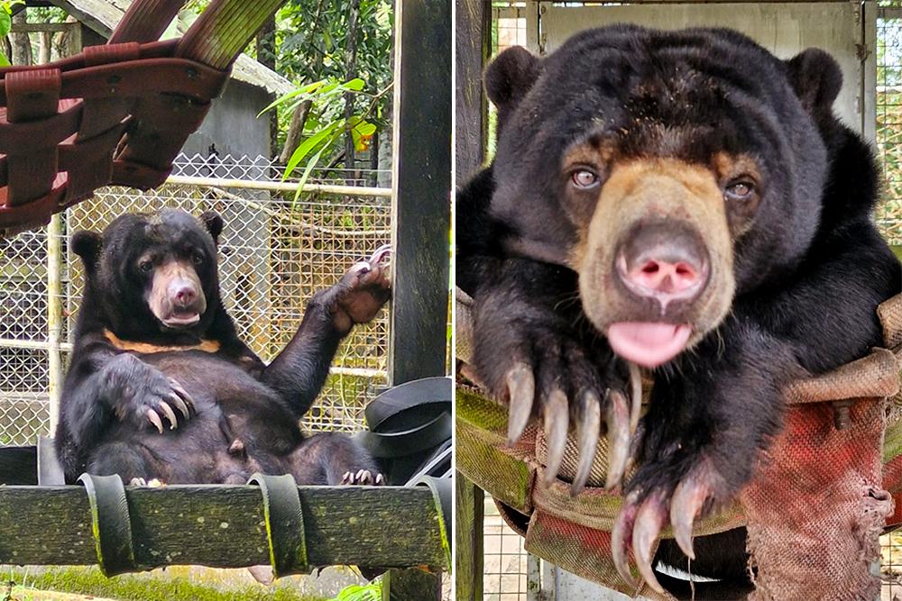 Sun Bears APang and Borela