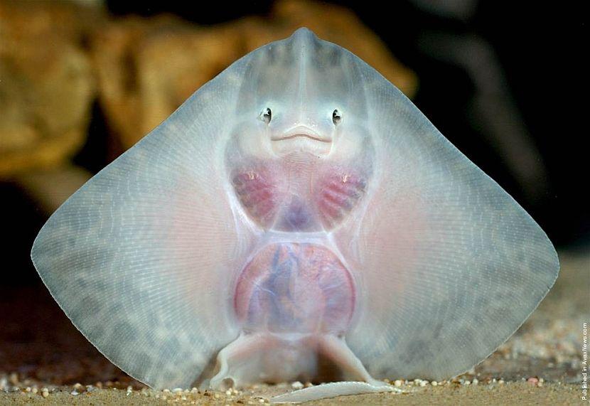 Smiling manta ray