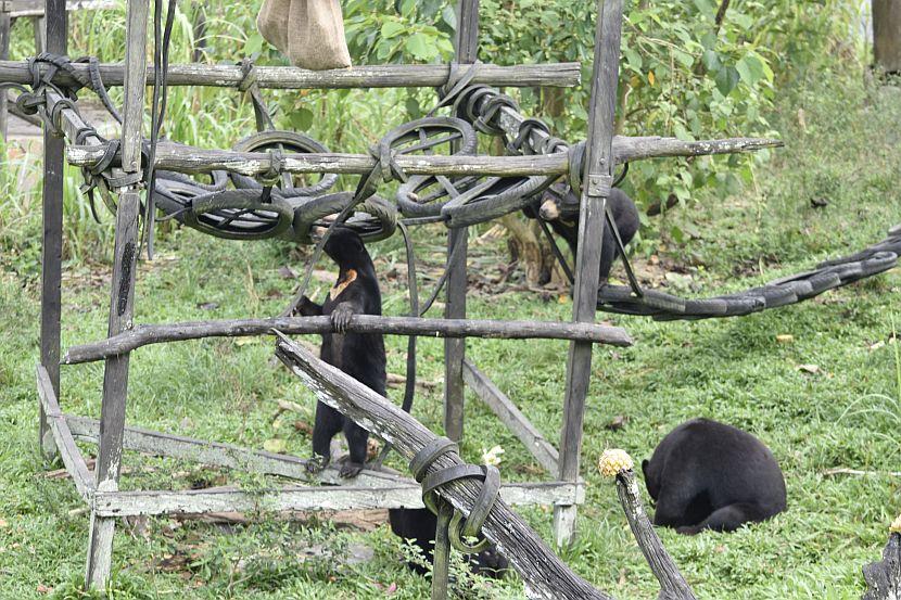 Sun Bears