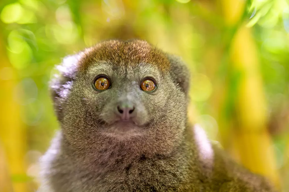 Greater Bamboo Lemur
