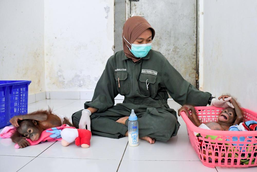 Two Baby Orangutans Rescued Now at Samboja Lestari