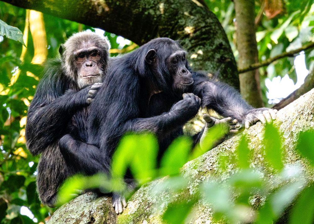 Chimpanzees on Chimp Trek