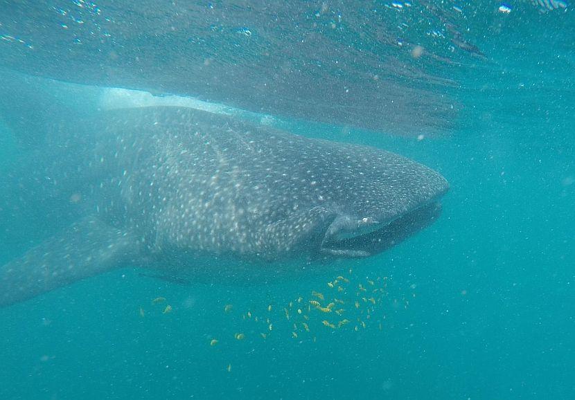 Cher The Whale Shark