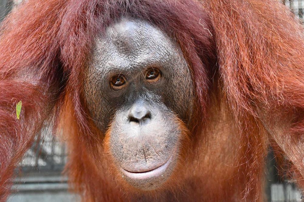 Orangutan Farida
