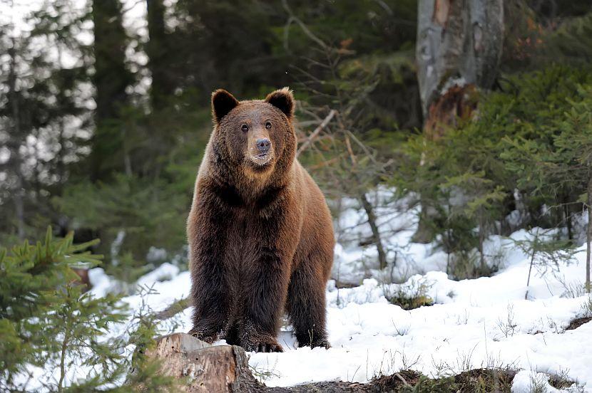 Finland Bear