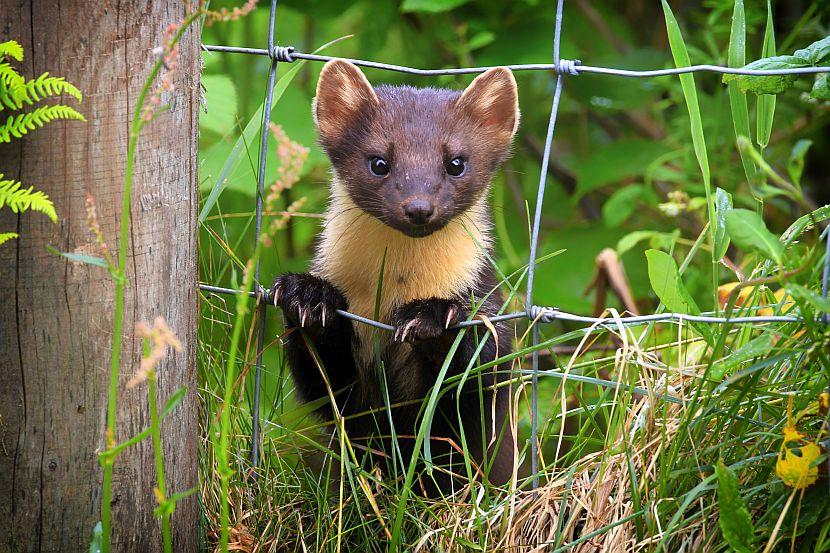 Pine marten