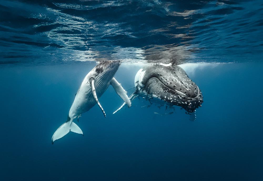 Humpback Whale - Best Mothers in the Animal Kingdom