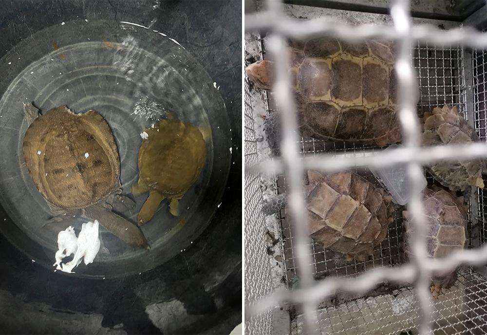 Reptiles Confiscated from Market & Brought to Laos Wildlife Sanctuary