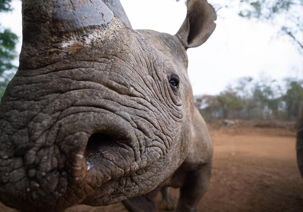 In loving memory of Gomo the Rhino