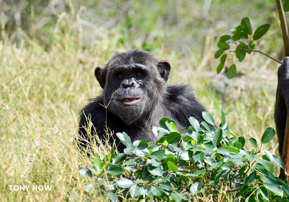 Tony After Life at Chimp Eden