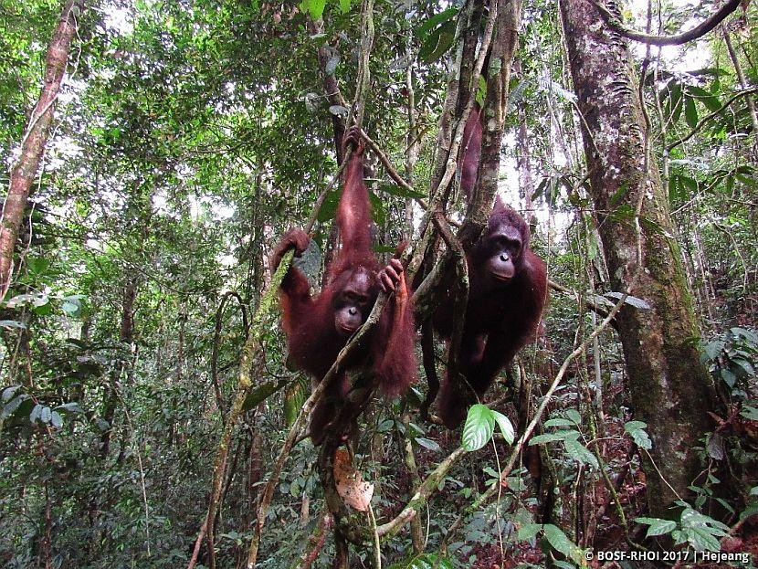 Orangutans in trees