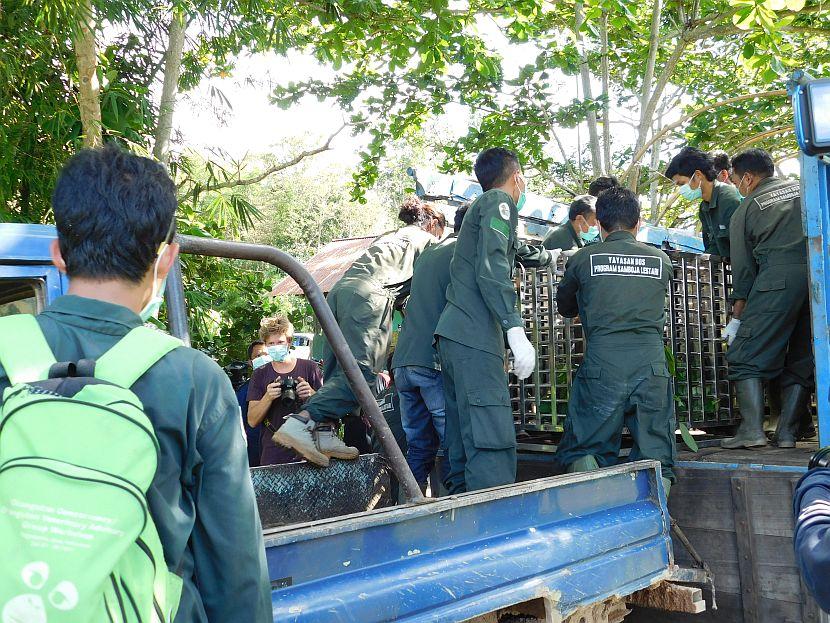 Orangutan Release