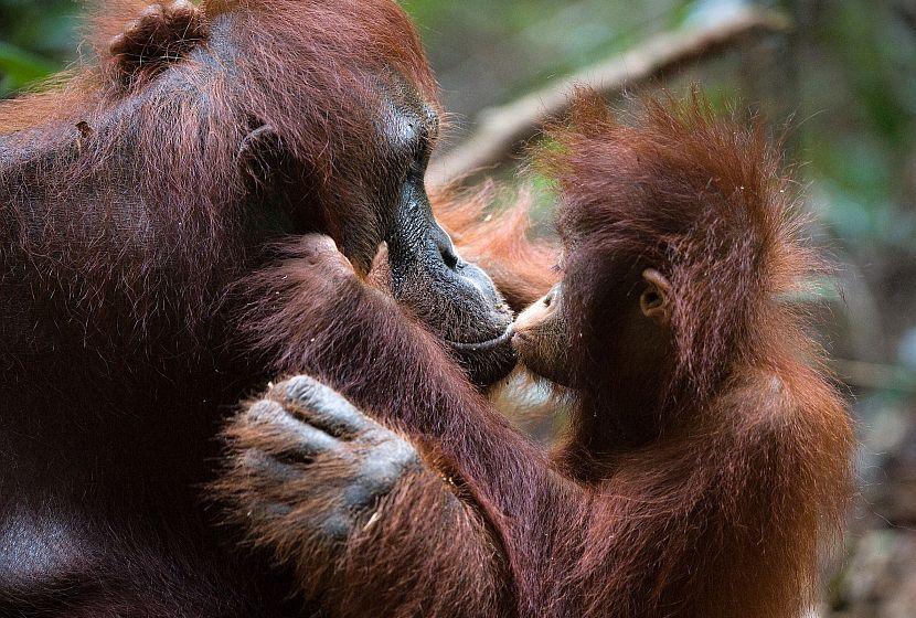 Orangutan and baby