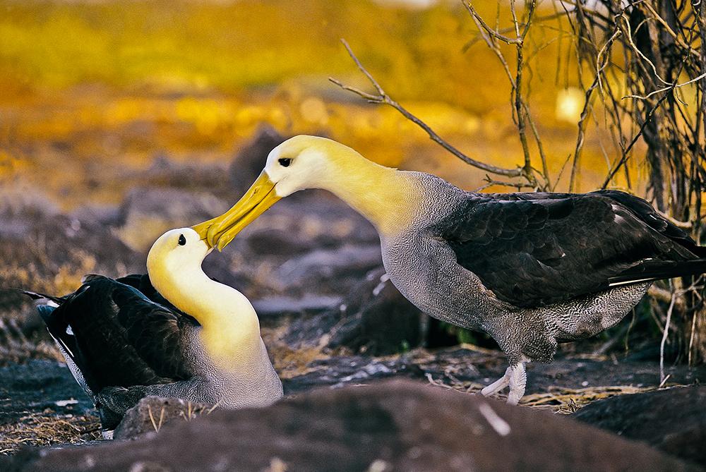 Albatross Couple