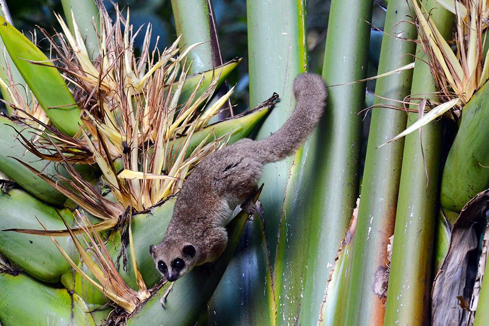 Photo of a Crossley Dwarf Lemur
